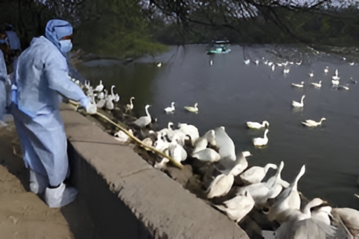 Bird Flu In Delhi
