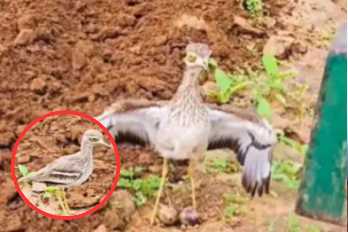 Bird Stood in Front of Tractor