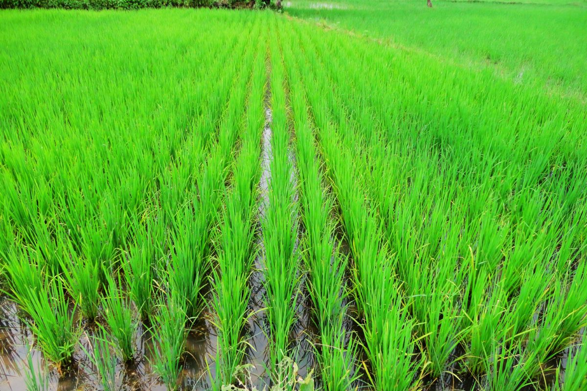 Birsa Pradhan Mantri Fasal Bima Yojana