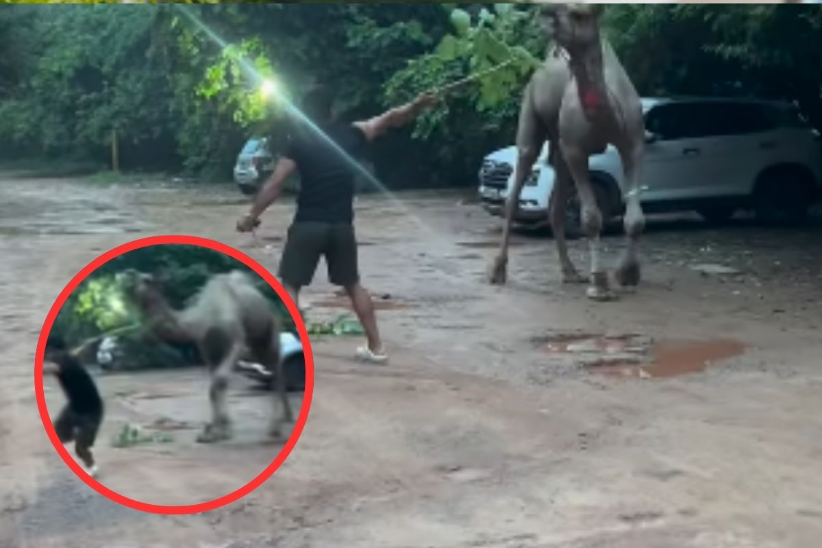 Camel Attacks on Boys