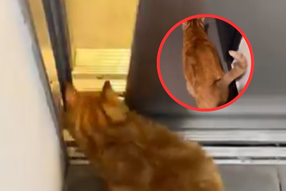 Cat Ukraine viral video