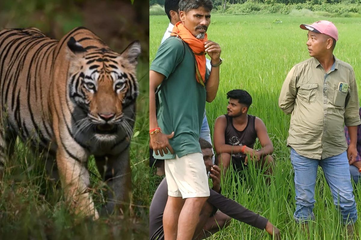 bihar tiger news