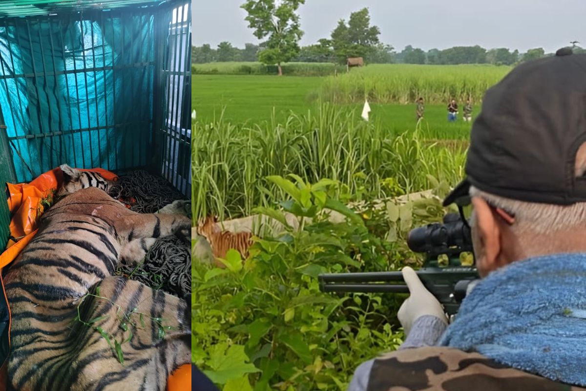 west champaran tiger news