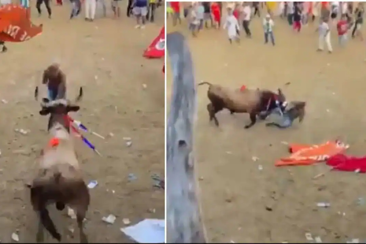 Corraleja Viral Video