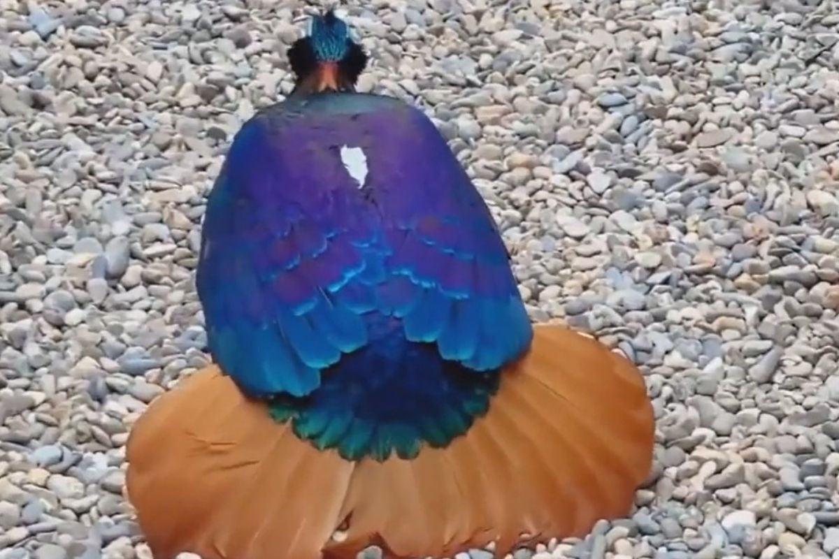 Courtship dance of himalayan monal