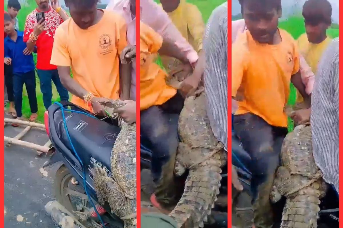 Crocodile riding on bike