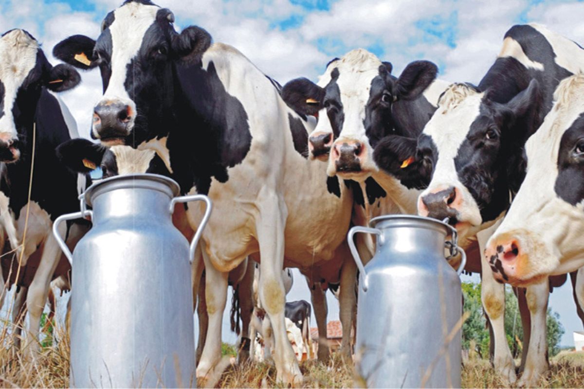 Dairy Sector in Bihar
