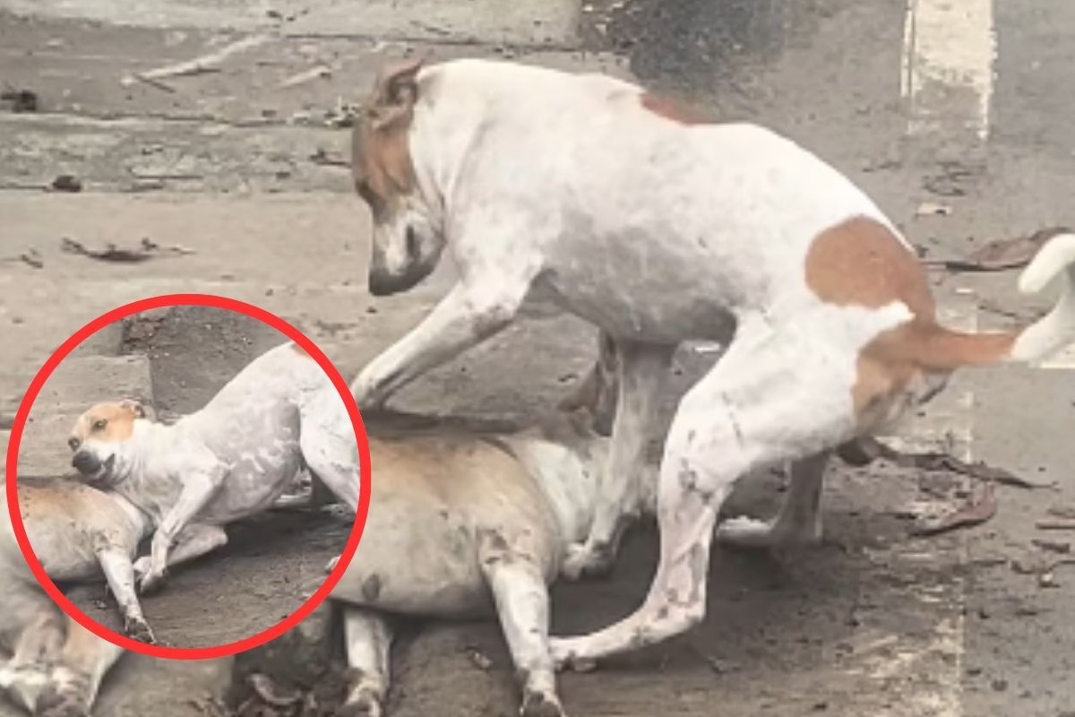 Dog Cries after seeing Partner Dead