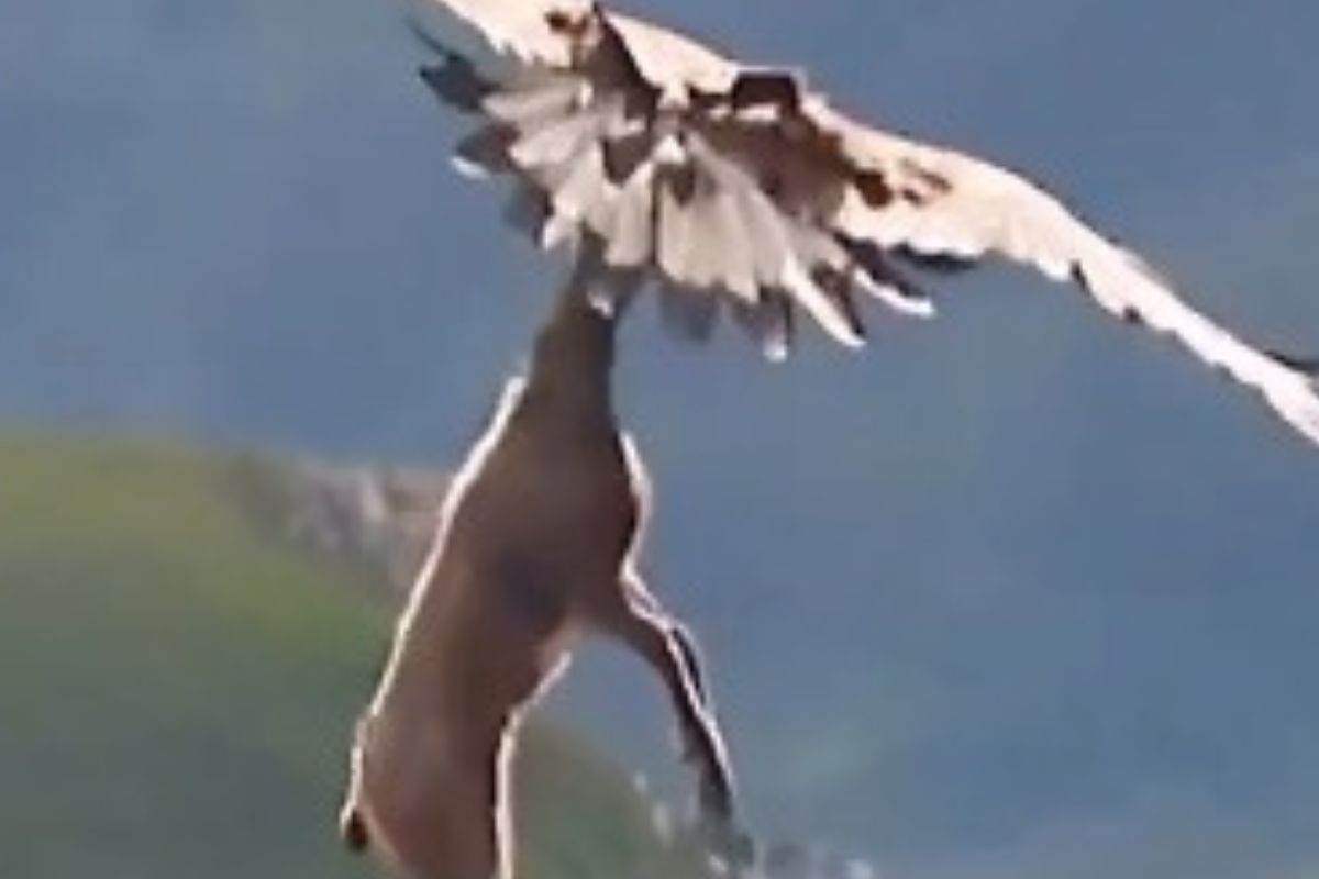 Eagle viral video