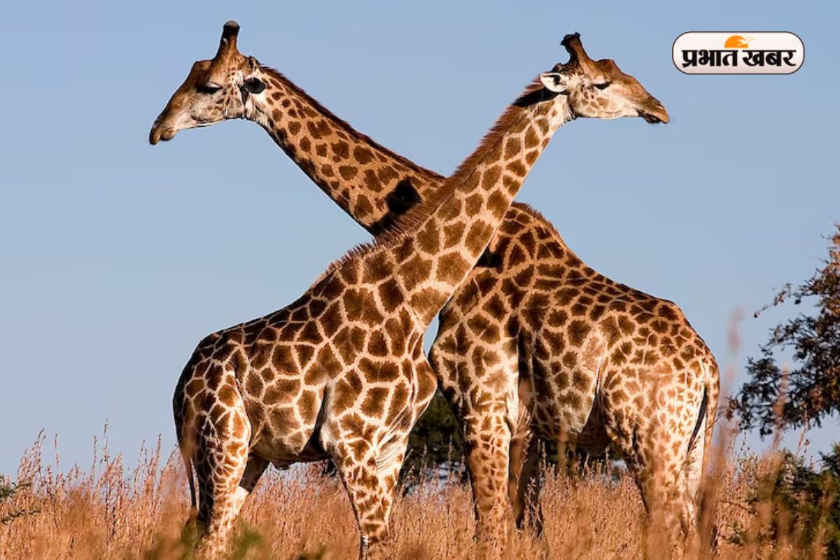 Giraffe