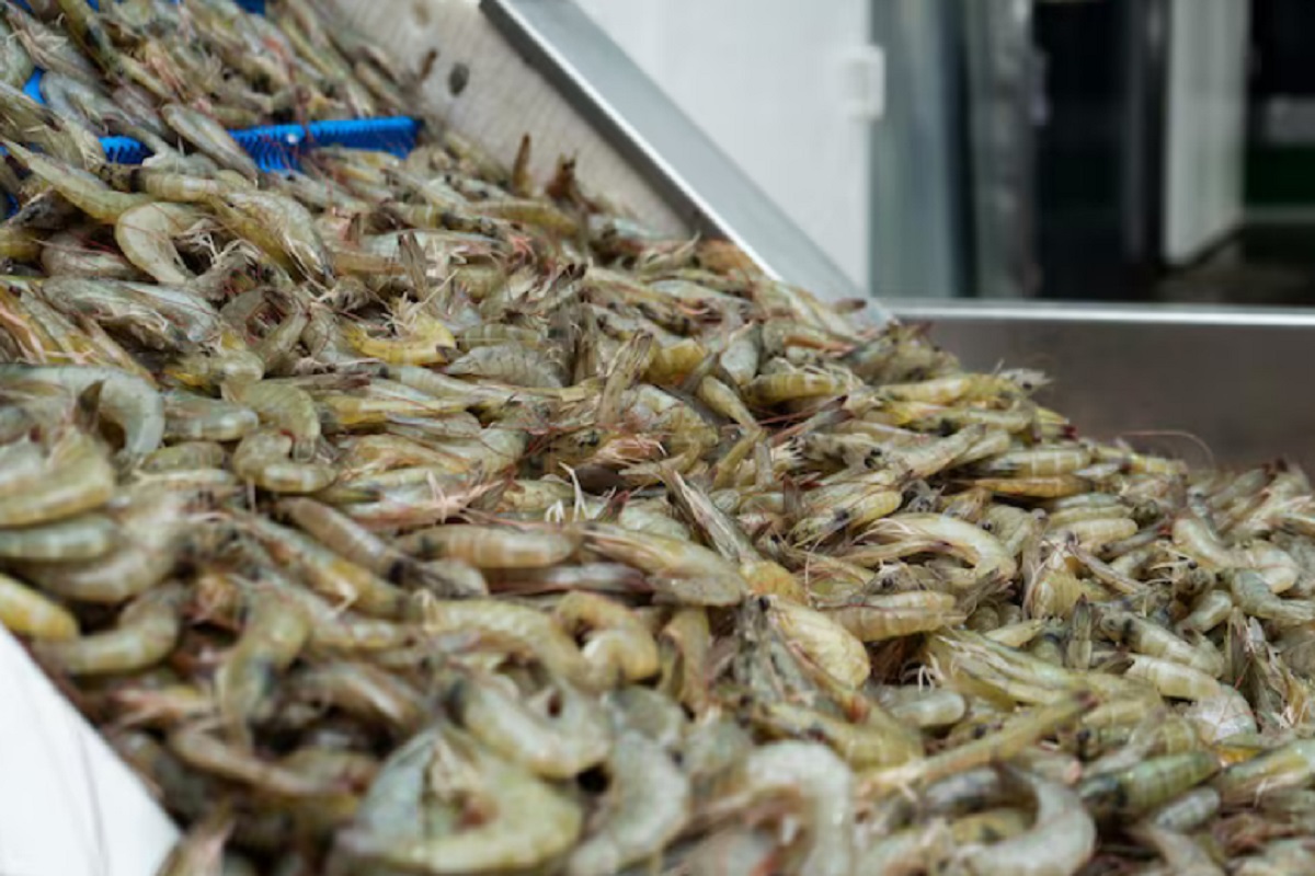 Shrimp Price In America