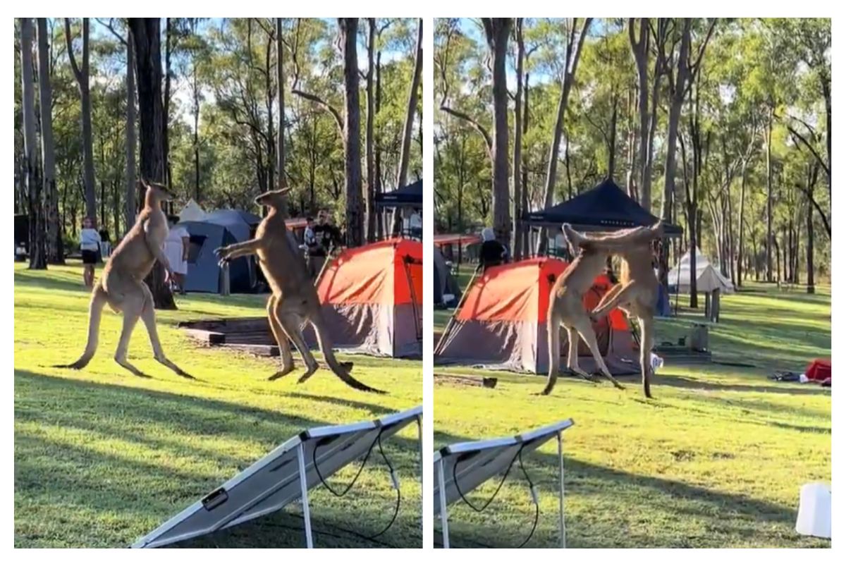 Viral Video Kangaroos Fight