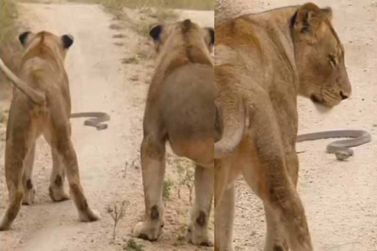 Lion Snake Viral Video