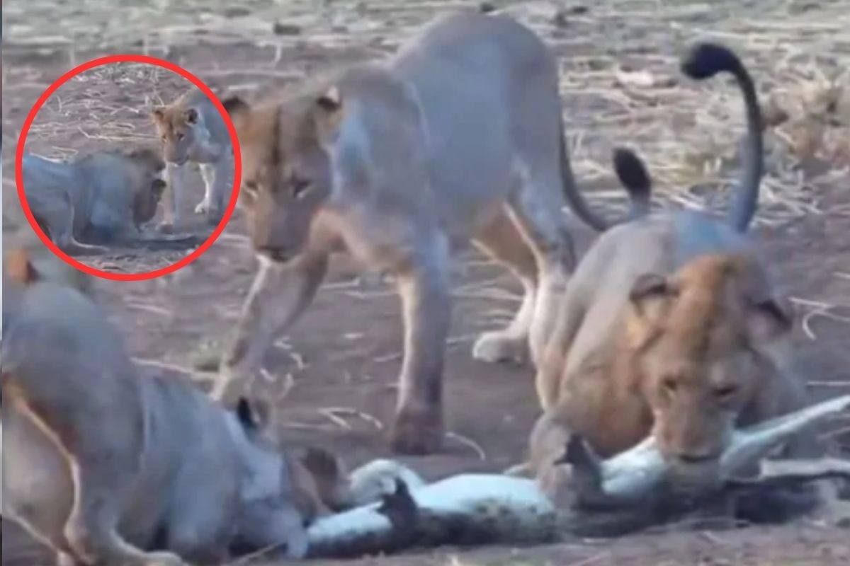 Lion hunting crocodile Video