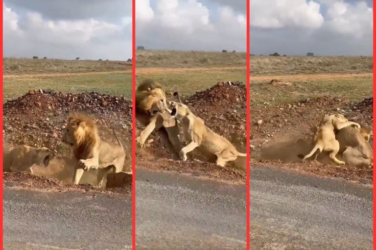 Viral Video: शेर या भीगी बिल्ली?शेरनी ने पटक-पटक कर मारा, आखिर में जो हुआ नहीं रुकेगी हंसी