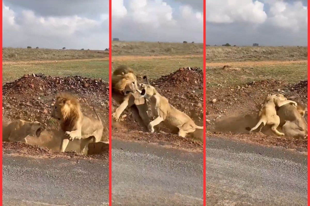 Lioness beats lion