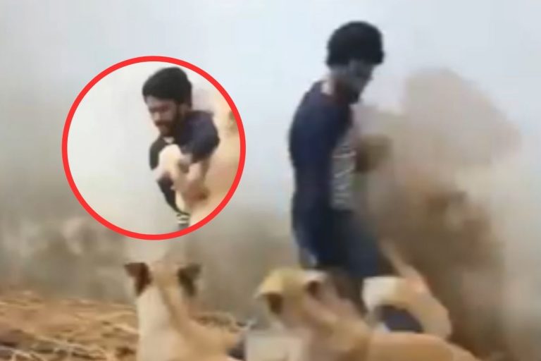 Viral Video: शेरनियों के बीच फंस गया बंदा, आगे जो हुआ रोंगटे खड़े कर देगा