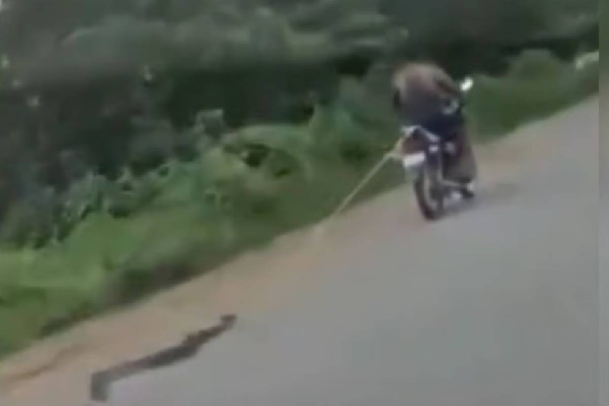 Man Brutally Drags Massive Python