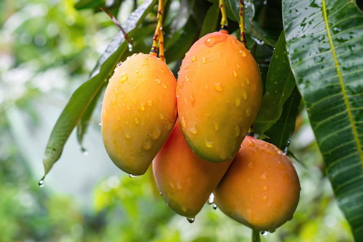 Mango seed will change Farming