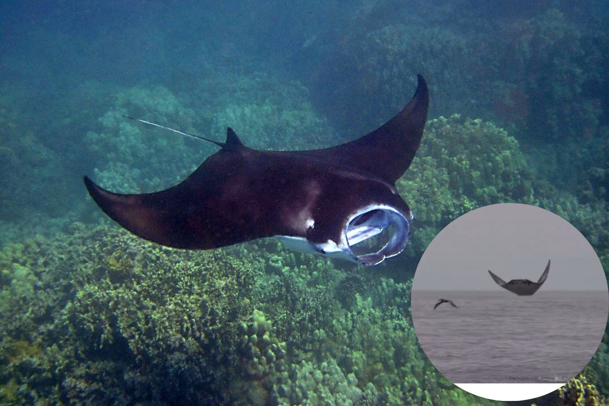 Manta Ray