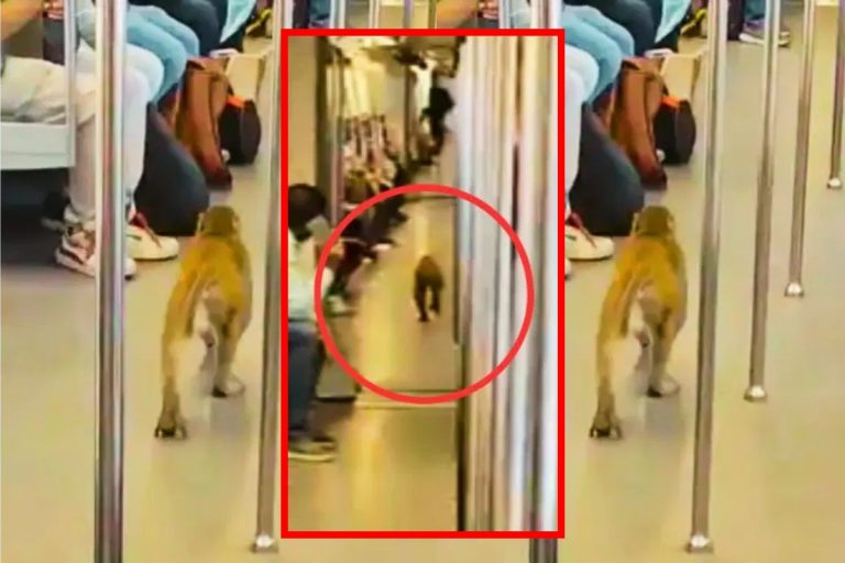 Monkey In Metro: दिल्ली मेट्रो में बंदर की मस्ती, यात्रियों की सांसें अटकीं, वीडियो वायरल