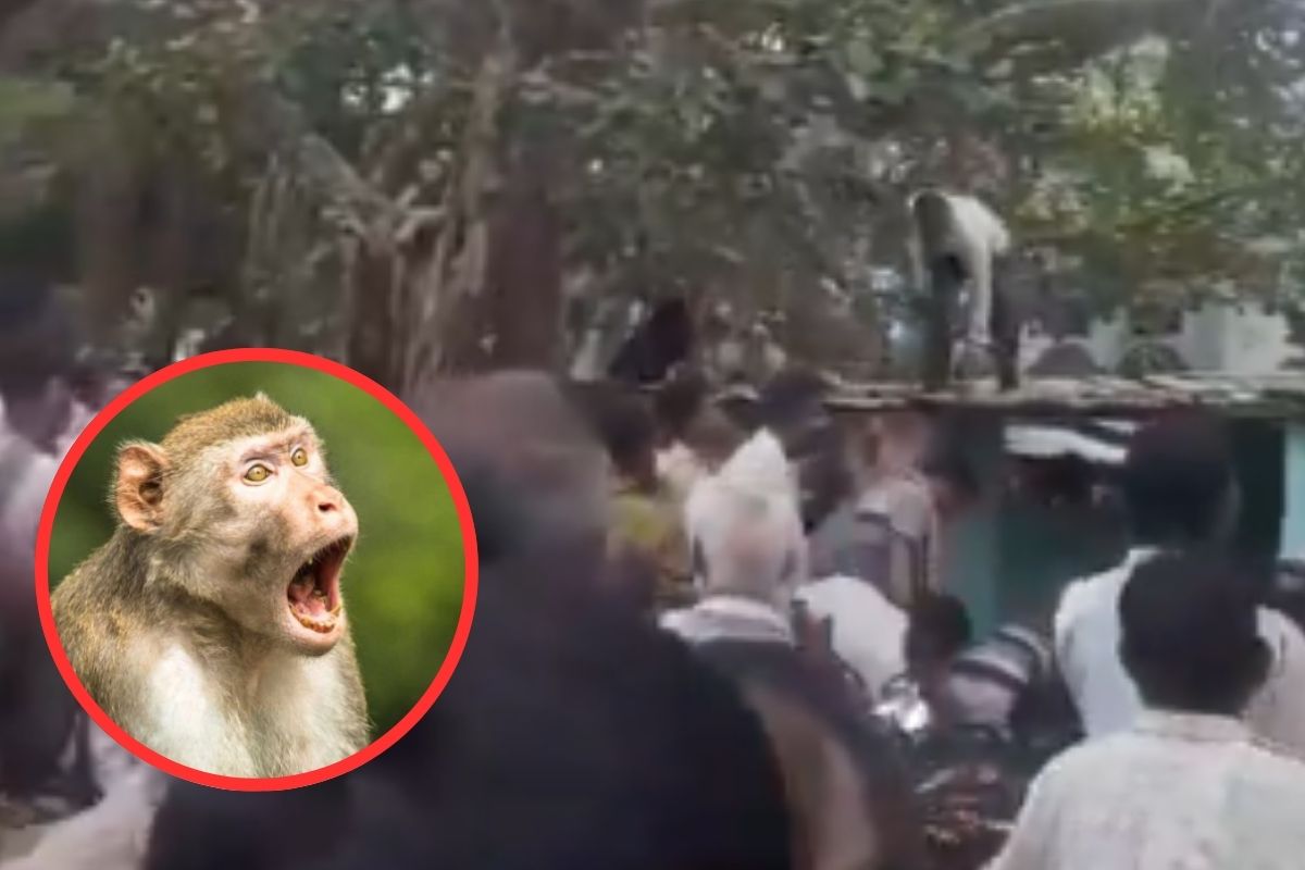 Monkey Snatches Bag Of Cash