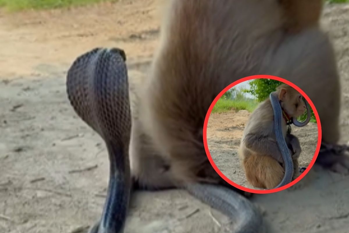 Monkey and Snake Video