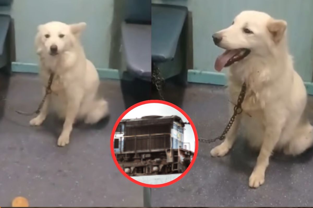 Pet Dog in Train
