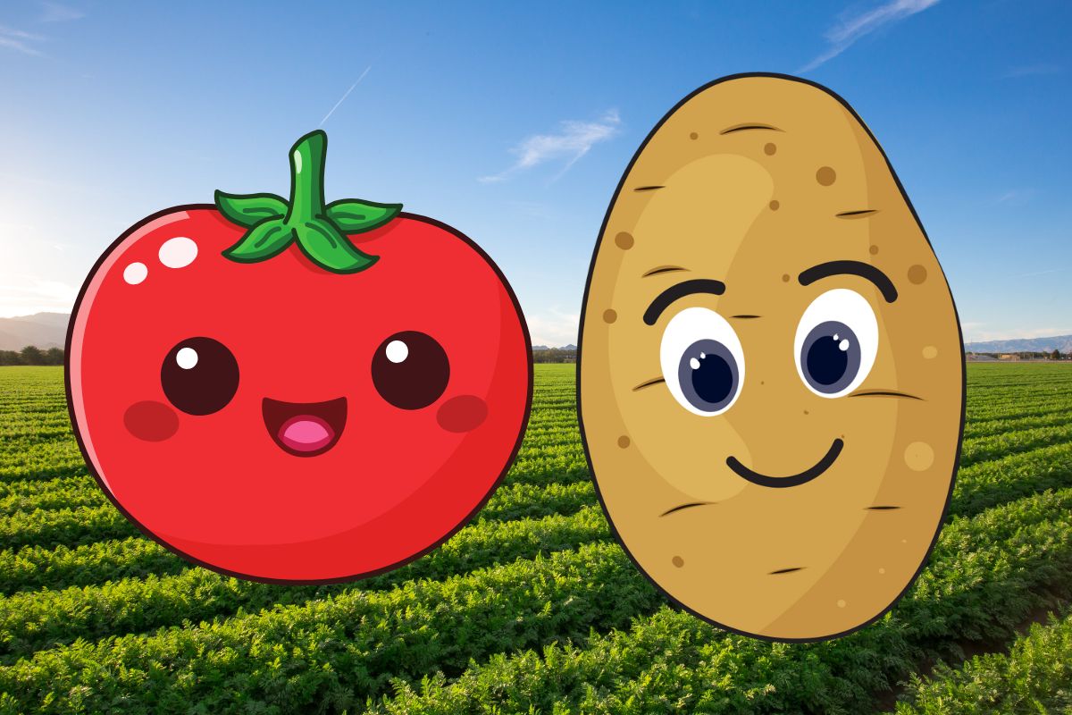 Potato Tomato Origin