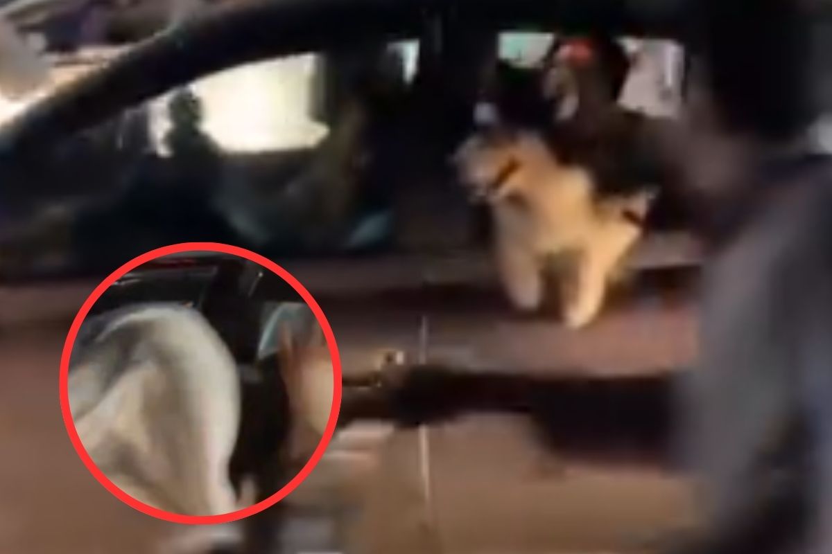 SLAP Pet Dog Sitting Inside Car