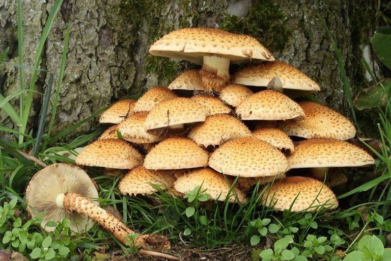 Mushroom During Monsoon:  मानसून में खाते हैं मशरूम, तो इन बातों का जरूर रखें ध्यान