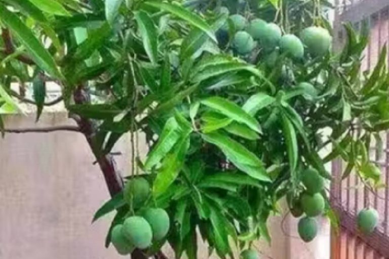 Sadabahar Aam : गजब! 5 फुट का पेड़, इसमें फलता है साल भर आम