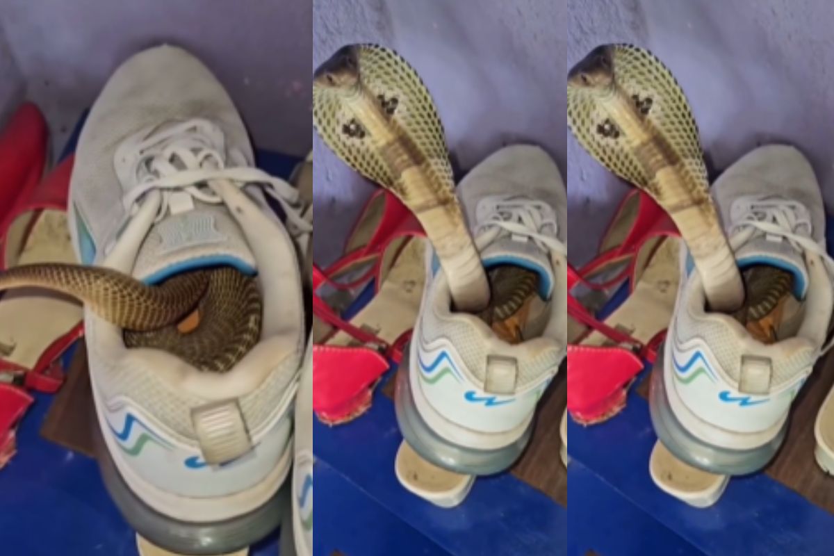 Viral video snake hid into shoes