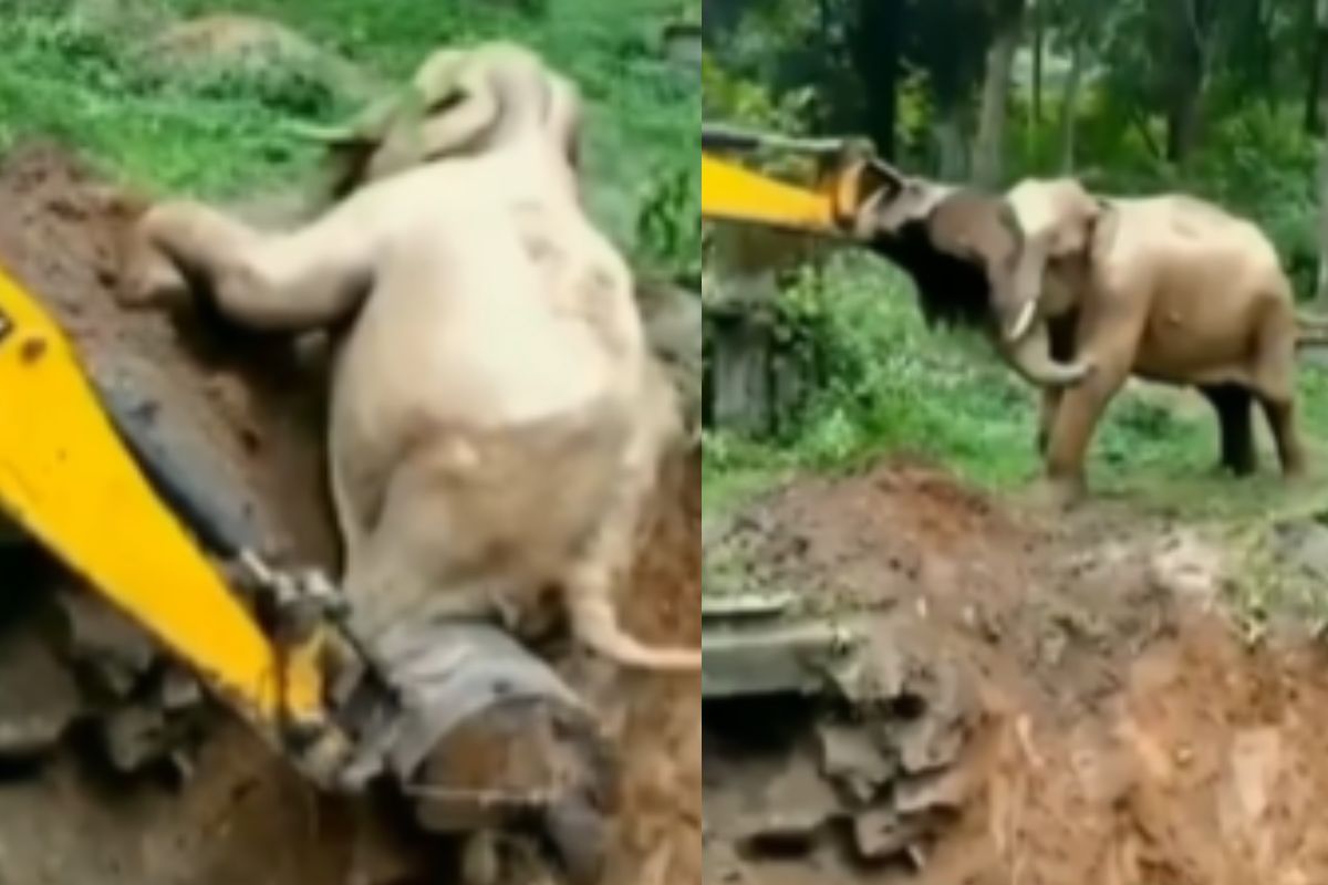 Viral video people rescue elephant with jcb vehicle elephant thank them