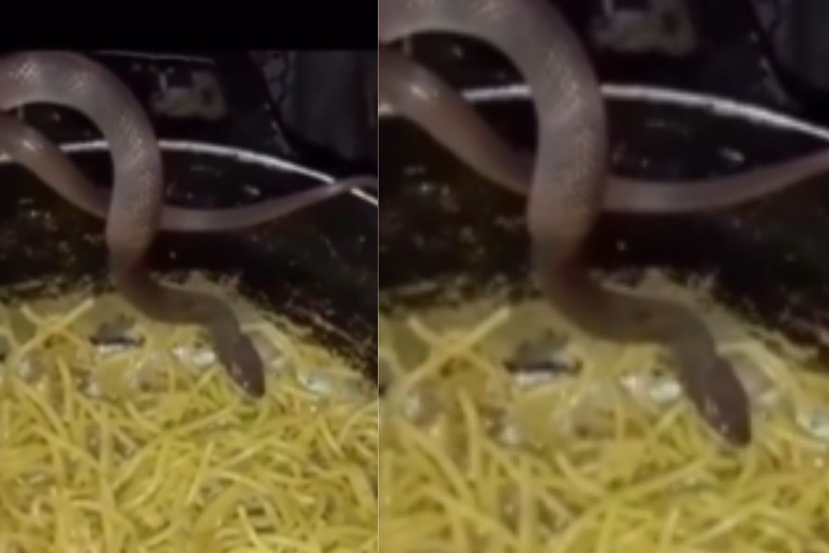 Viral Video snake eating chow mein