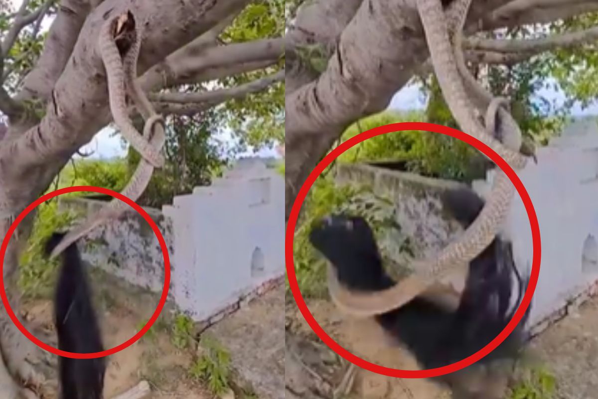 Viral Video black long thick hair snake climb on tree
