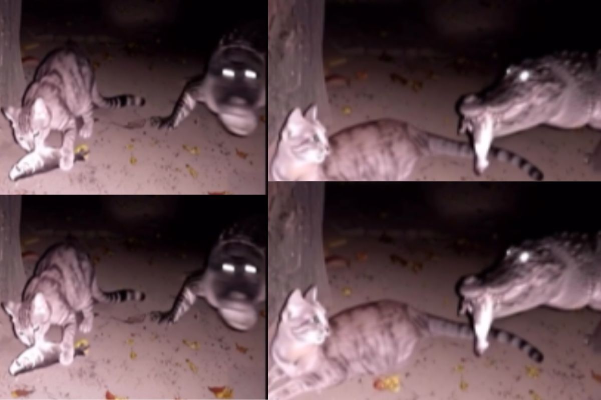 Viral Video cat snatch fish from crocodile