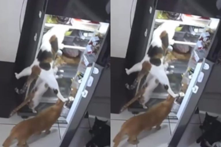 Viral Video: ‘कैट गैंग’ ने फ्रिज पर बोला धावा, चोरी का तरीका देखकर लोग रह गए दंग
