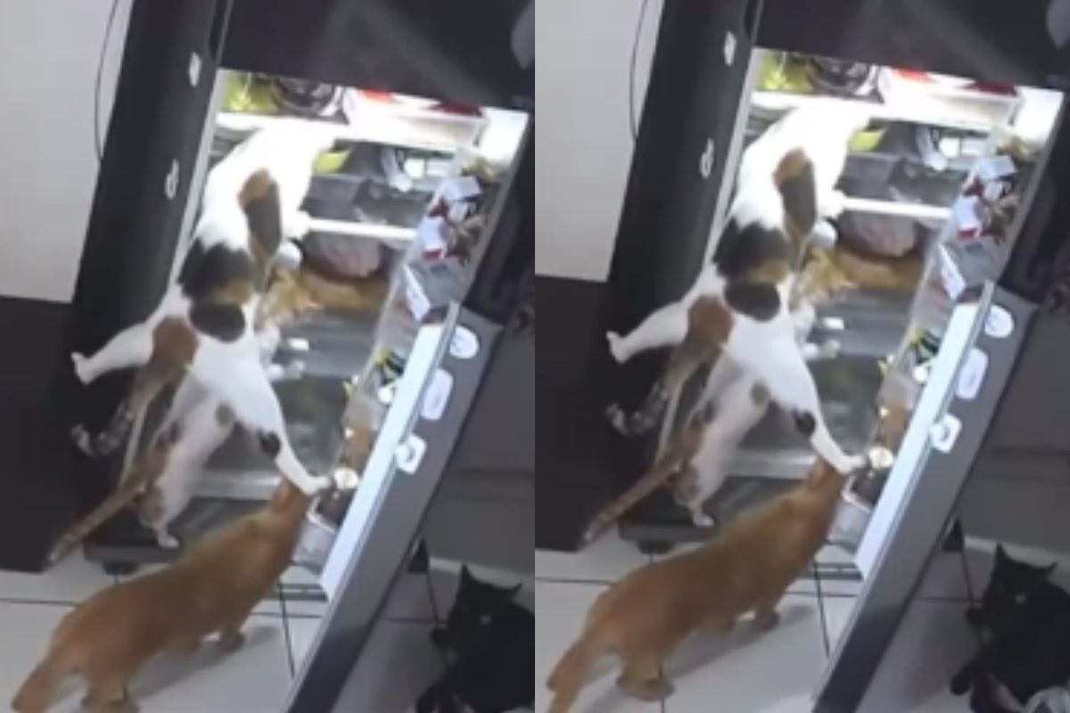 Viral Video cat group stealing food from fridge watch