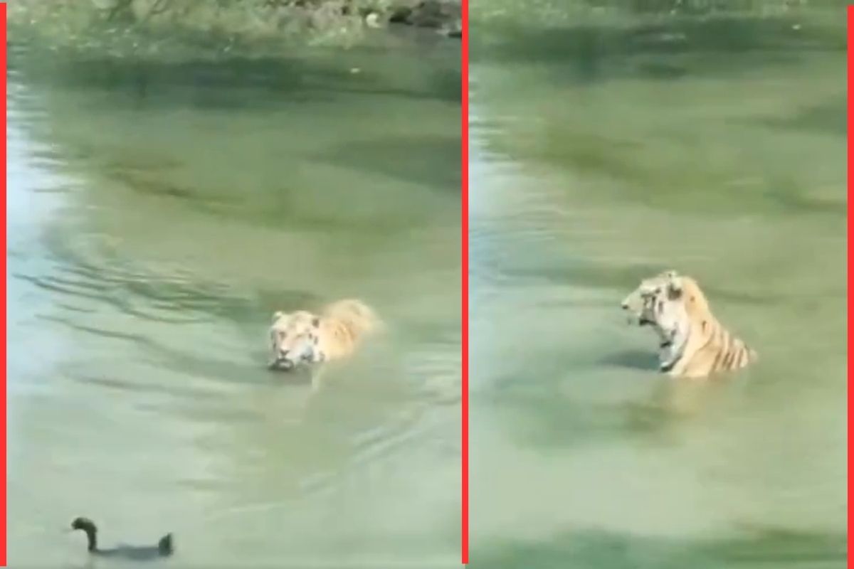 Smart duck confuses tiger