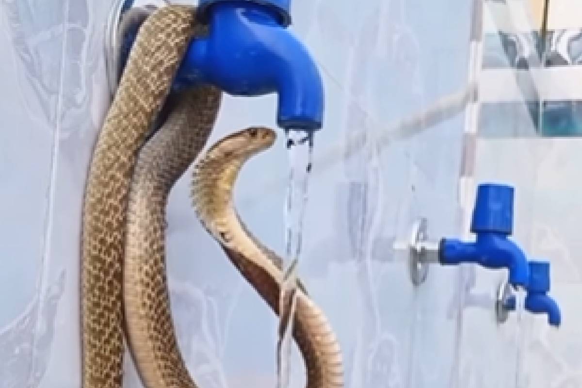 Snake Drinking Water