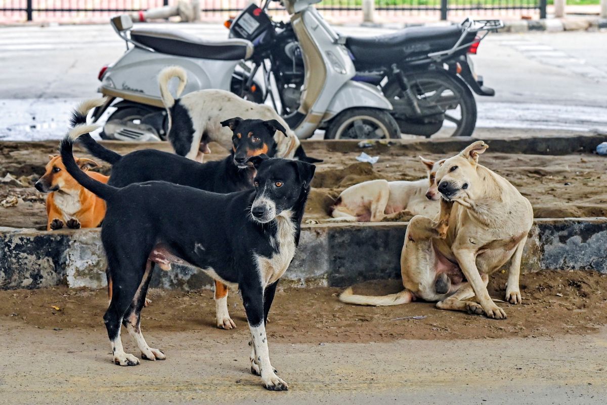 Supreme Court Order On Stray Dogs