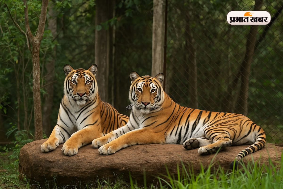 Tiger Safari