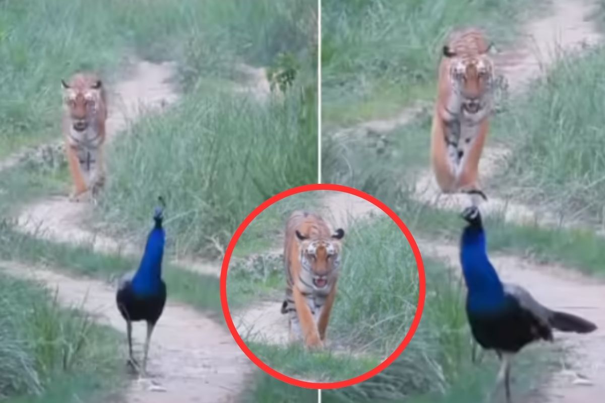 Tiger follows Peacock