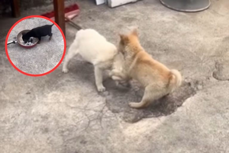 Viral Video: भोजन के लिए दो कुत्तों में चलता रहा भीषण युद्ध, तीसरे ने चट कर दी थाली, हंसना मना है!
