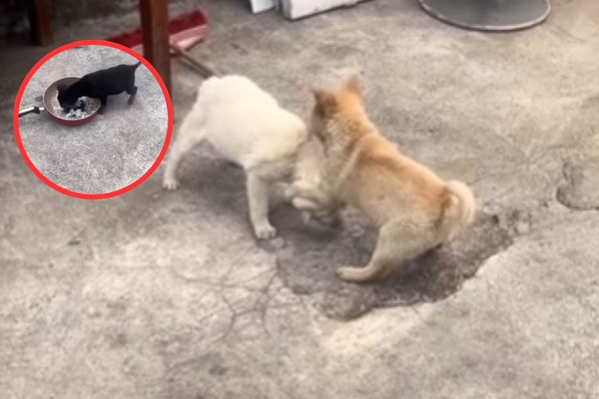 Two Dogs Battle
