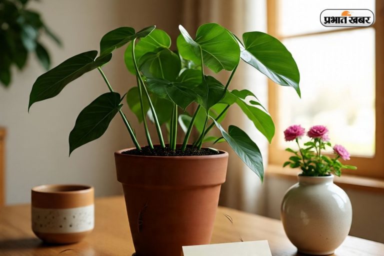 Money Plant Care Tips: घर में ऐसे ध्यान रखेंगे मनीप्लांट का , तो होगी पैसों की बारिश 