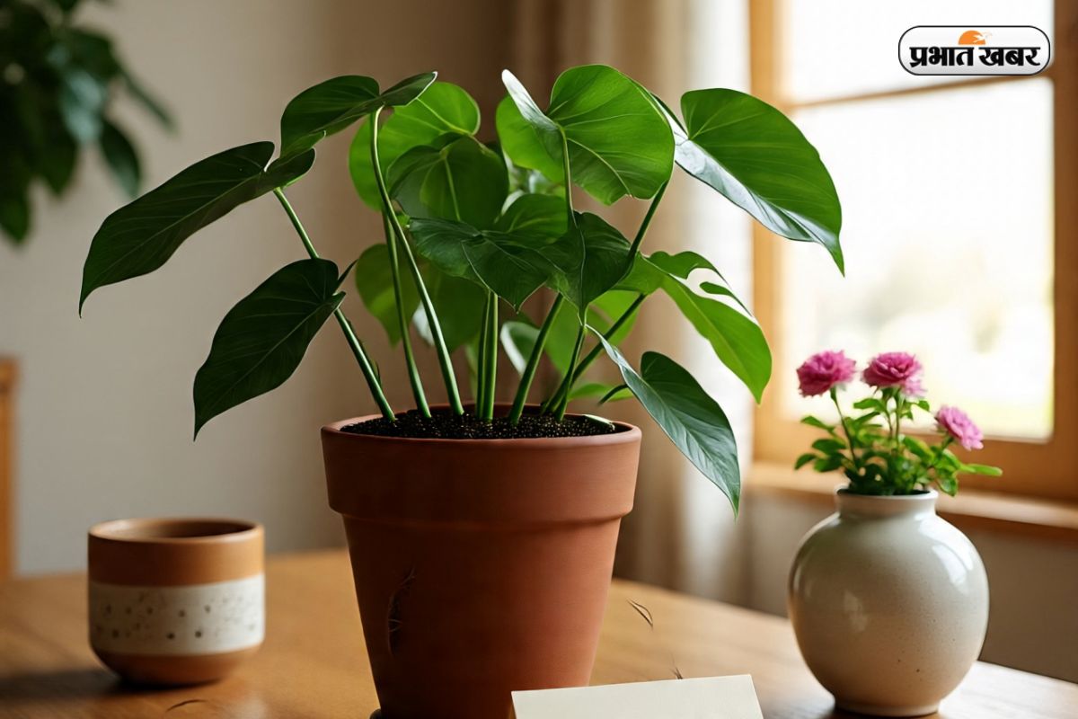 money plant care tips