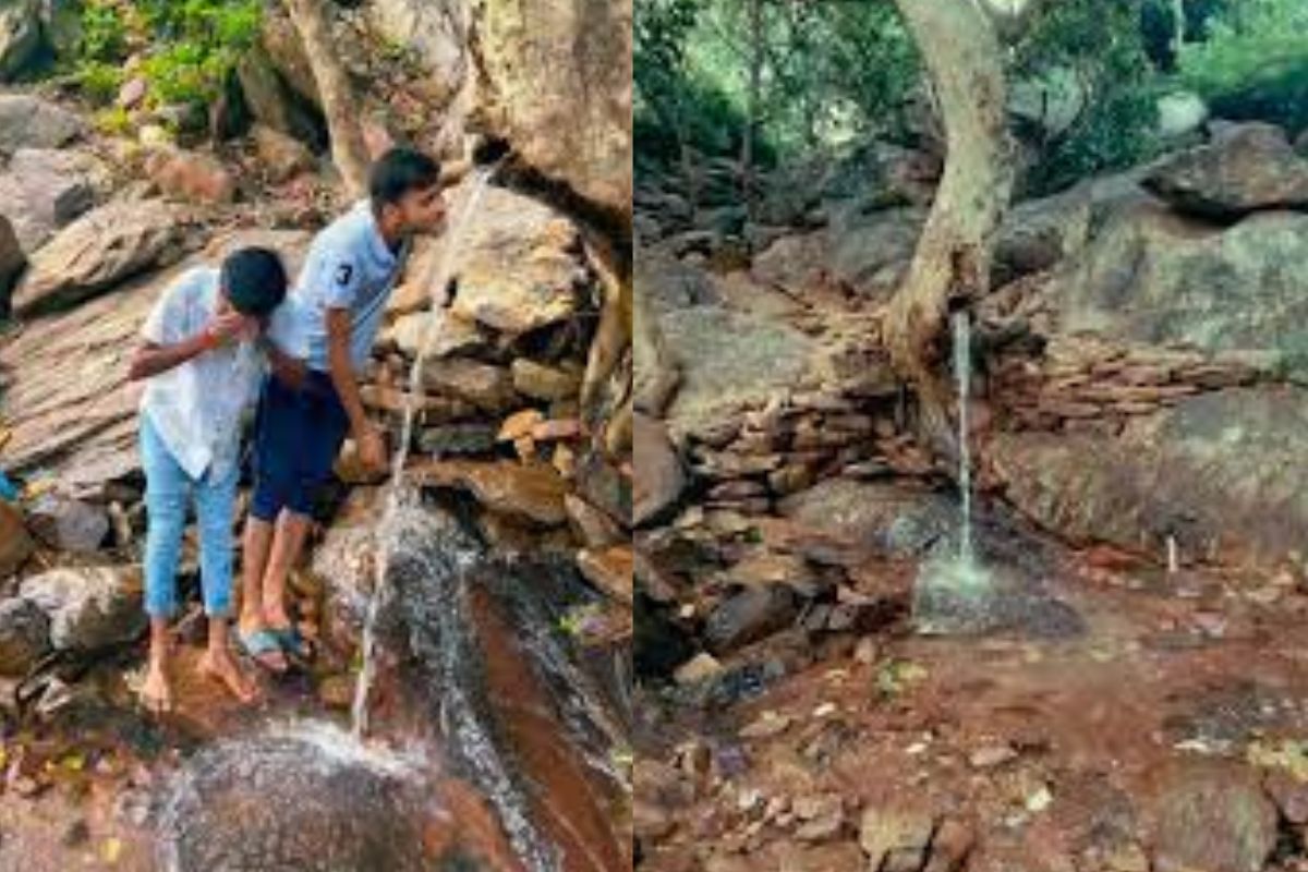 Mysterious Tree In Bihar Water falls from trunk