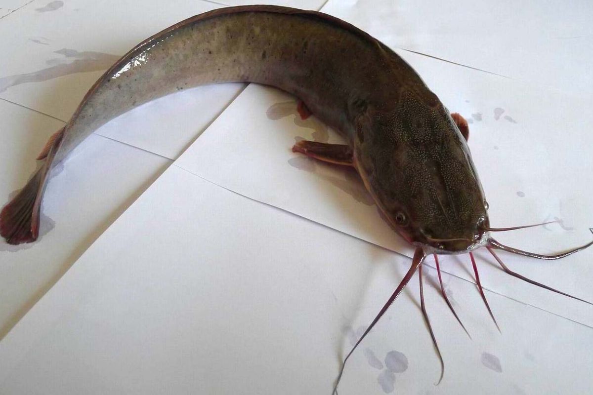 Bihar Flood Foreign catfish reached Ganga by flowing